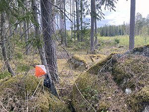Skog
